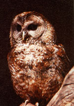 Planet Earth News: Protecting the Northern Spotted Owl and Environmentally-Callused Pillagers
